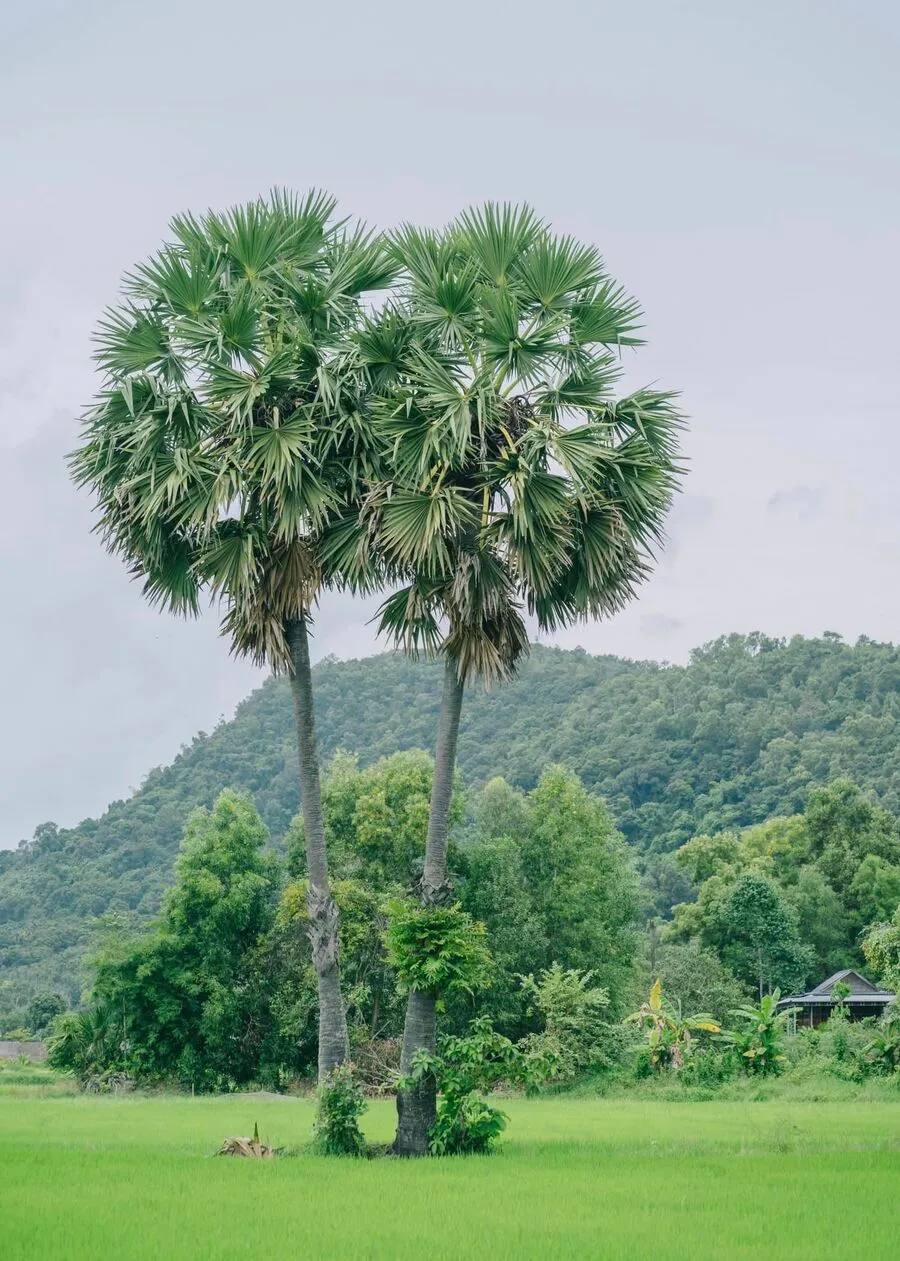 Khám phá An Giang với vẻ đẹp thanh bình cùng chàng trai Hung Anh