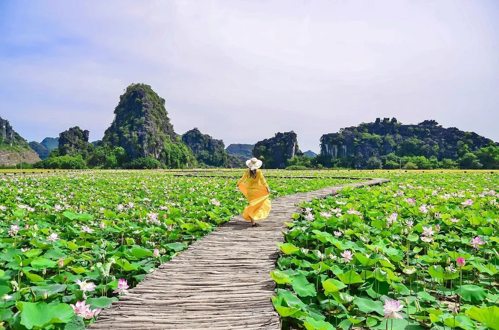 Khám phá các món ăn từ sen tươi Ninh Bình với hương vị đồng quê