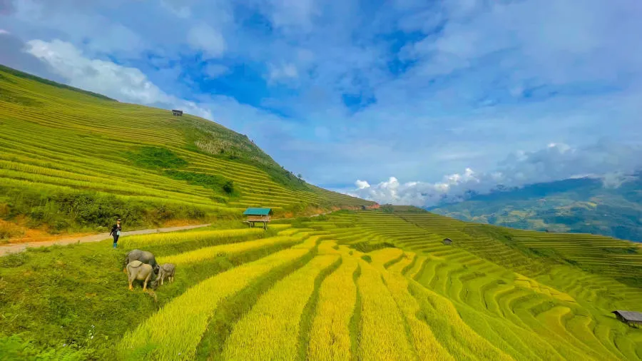 Khám phá Các thửa ruộng bậc thang Mù Cang Chải đẹp đắm say