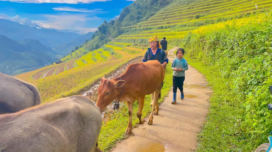 Khám phá Các thửa ruộng bậc thang Mù Cang Chải đẹp đắm say