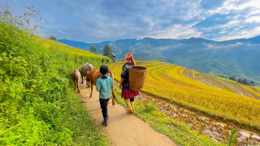 Khám phá Các thửa ruộng bậc thang Mù Cang Chải đẹp đắm say