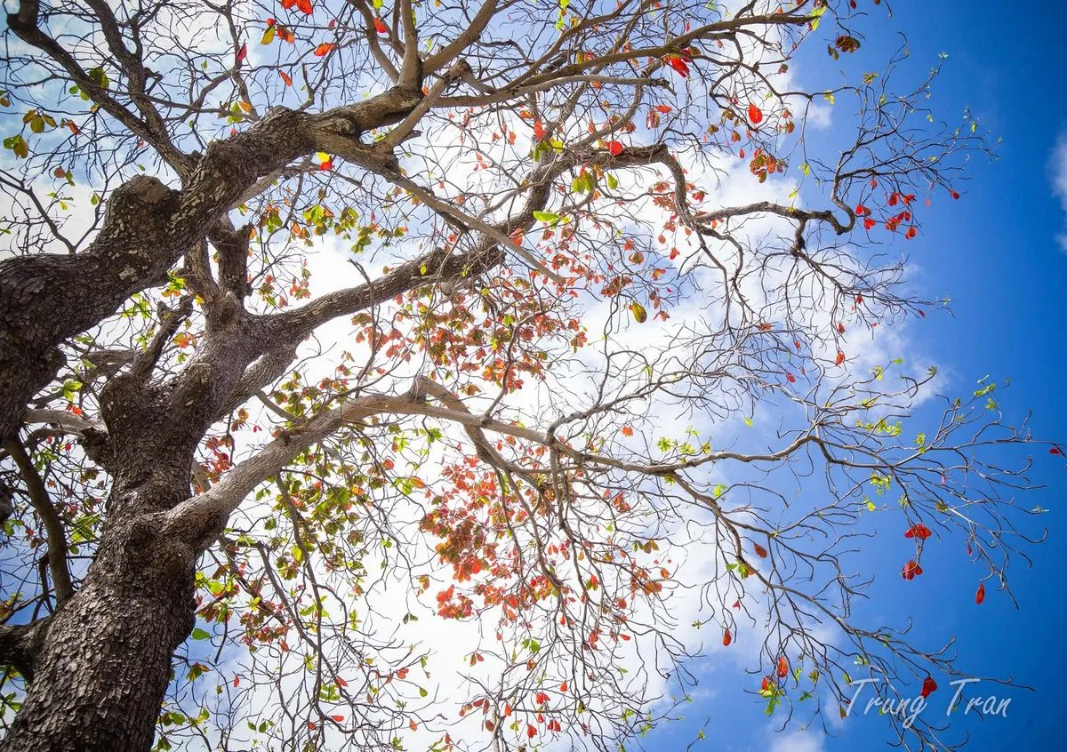 Khám phá Côn Đảo cùng nhiếp ảnh gia tài ba Trung Tran