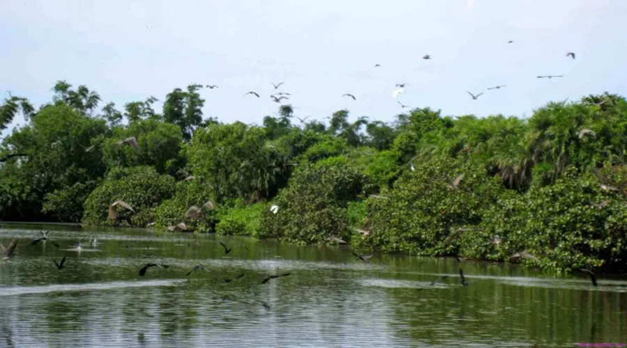 Khám phá Cồn Ông Trang Cà Mau giữa dòng sông Cửa Lớn