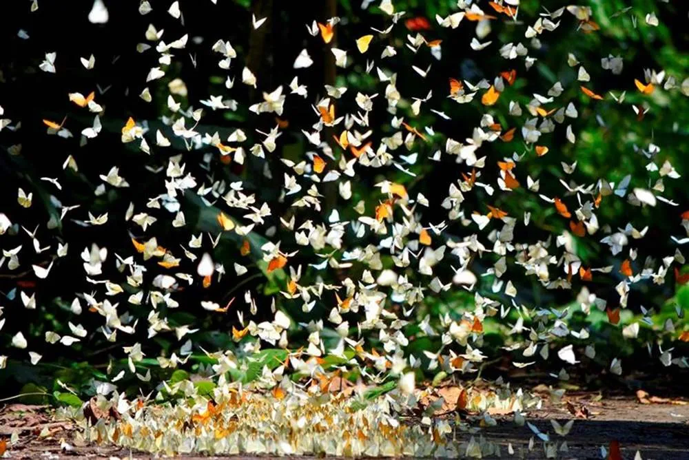 Khám phá Cúc Phương mùa bướm thơ mộng như chốn tiên cảnh