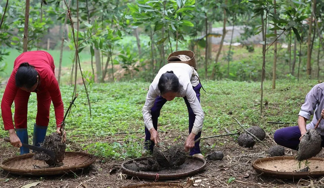 Khám phá đặc sản Trứng kiến Yên Bái – Món ngon không tưởng từ miền Tây Bắc