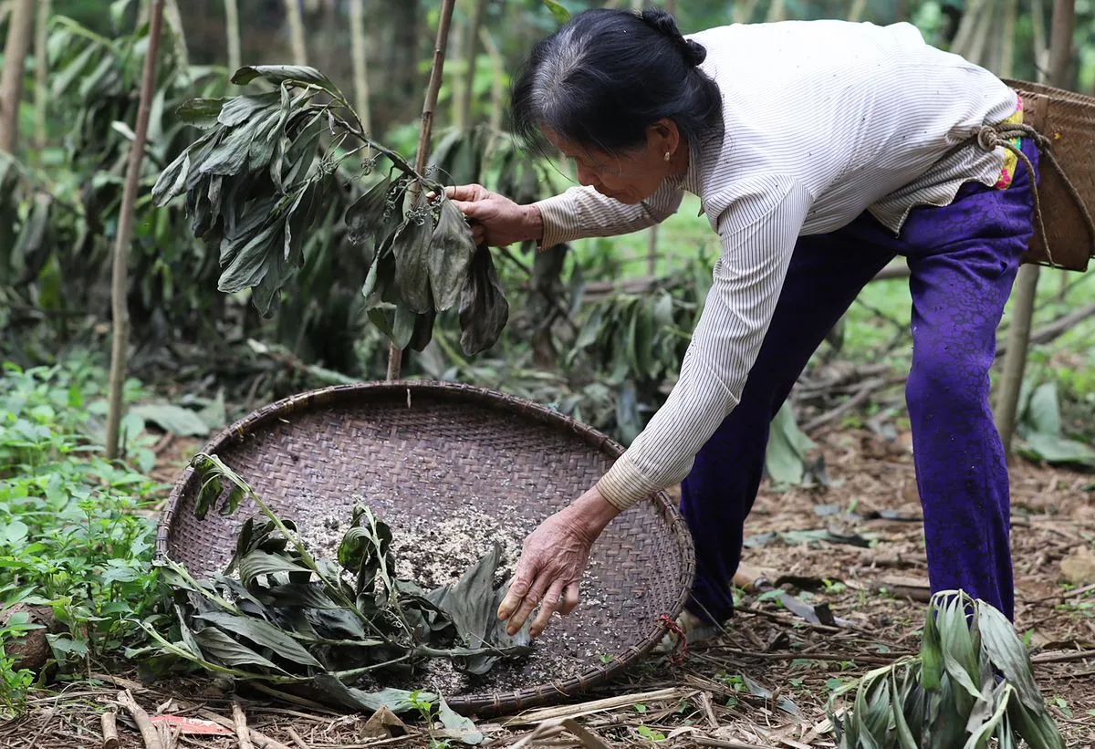 Khám phá đặc sản Trứng kiến Yên Bái – Món ngon không tưởng từ miền Tây Bắc