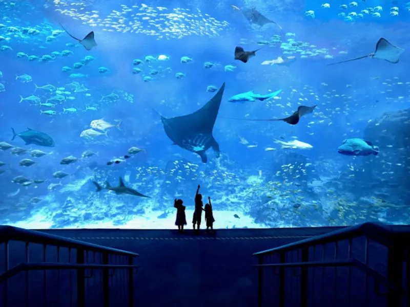 Khám phá đại dương thu nhỏ tại S.E.A Aquarium Singapore