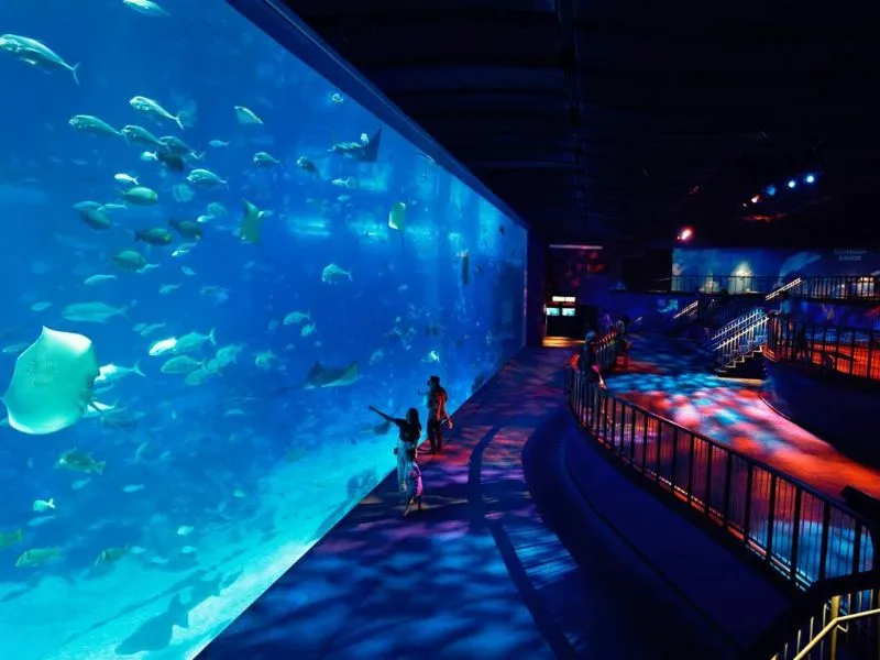 Khám phá đại dương thu nhỏ tại S.E.A Aquarium Singapore