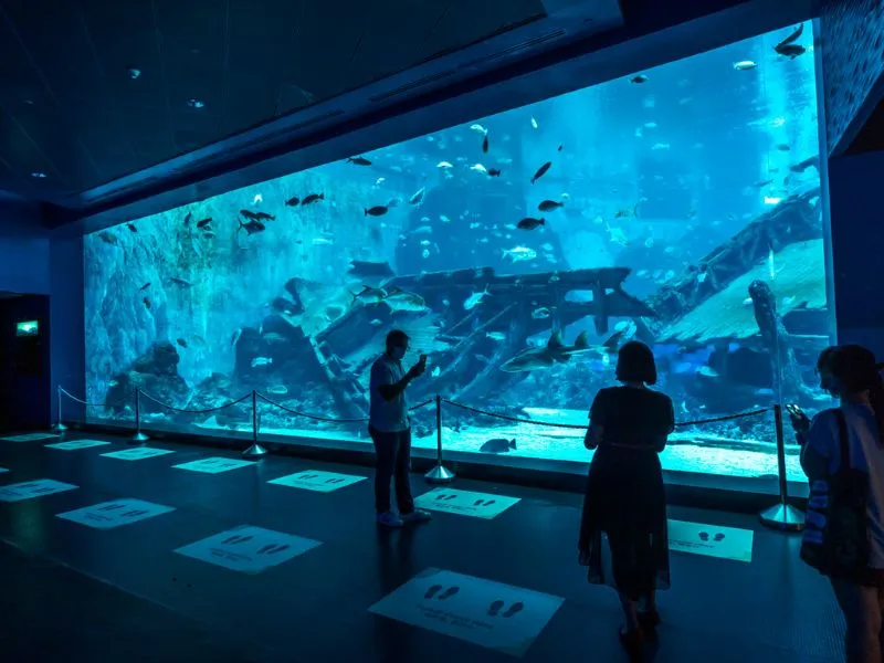 Khám phá đại dương thu nhỏ tại S.E.A Aquarium Singapore