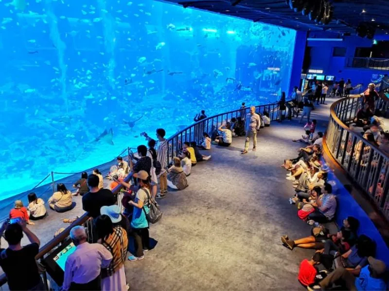 Khám phá đại dương thu nhỏ tại S.E.A Aquarium Singapore