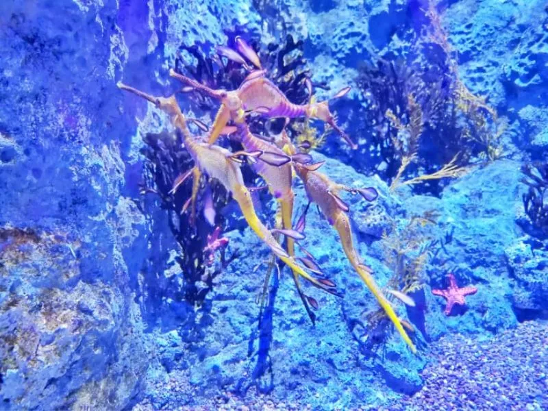 Khám phá đại dương thu nhỏ tại S.E.A Aquarium Singapore