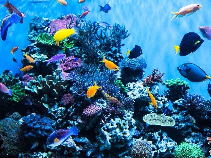 Khám phá đại dương thu nhỏ tại S.E.A Aquarium Singapore