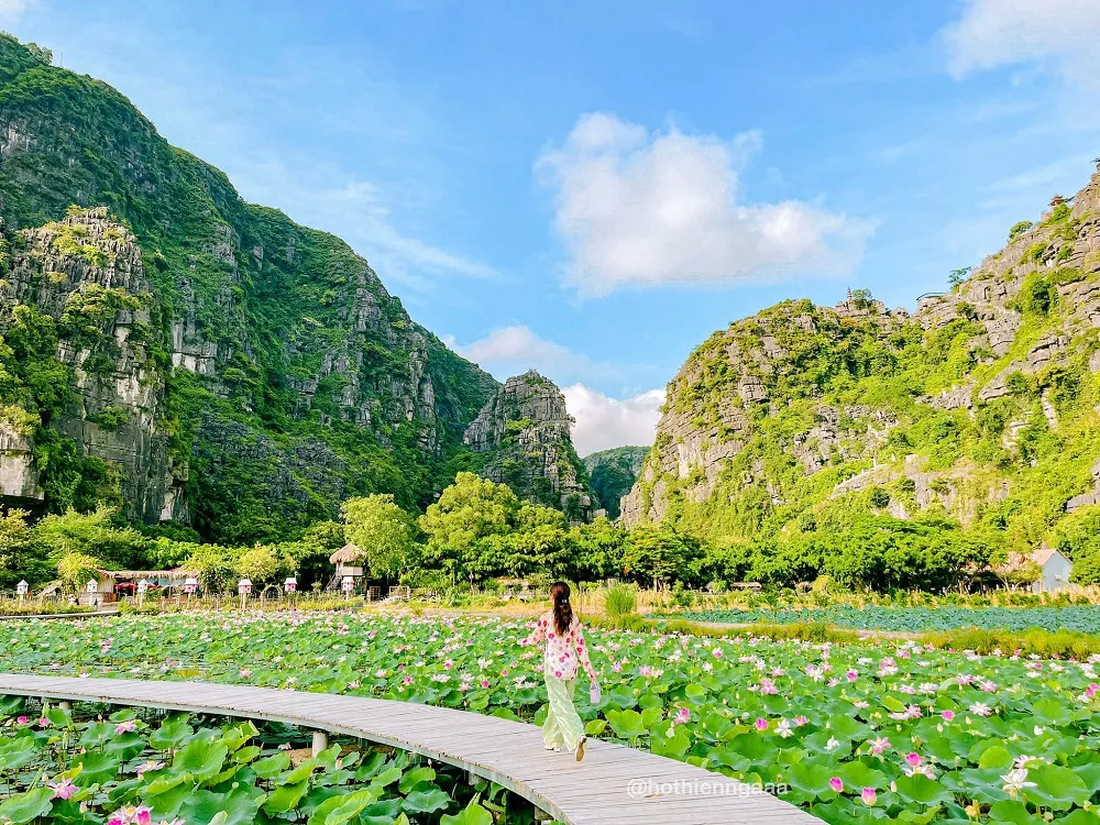 Khám phá Đầm sen Hang Múa Ninh Bình đẹp quên lối về cùng Hồ Thiên Nga