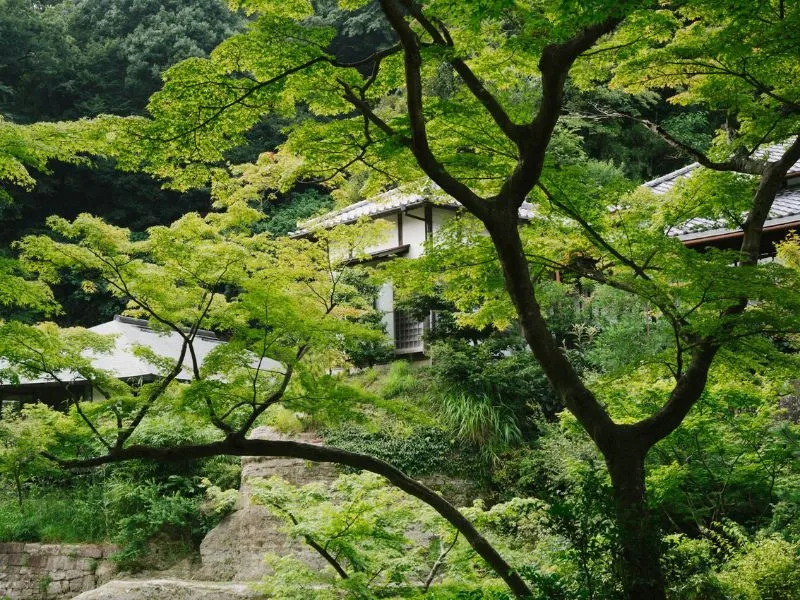 Khám phá Kamakura đầy cổ kính và yên bình bên cạnh Tokyo