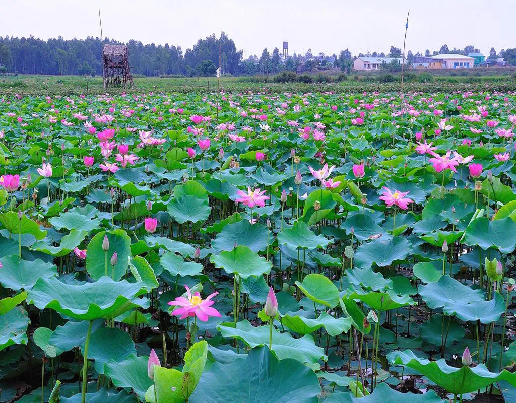 Khám phá Khu bảo tồn sinh thái Đồng Tháp Mười Tiền Giang