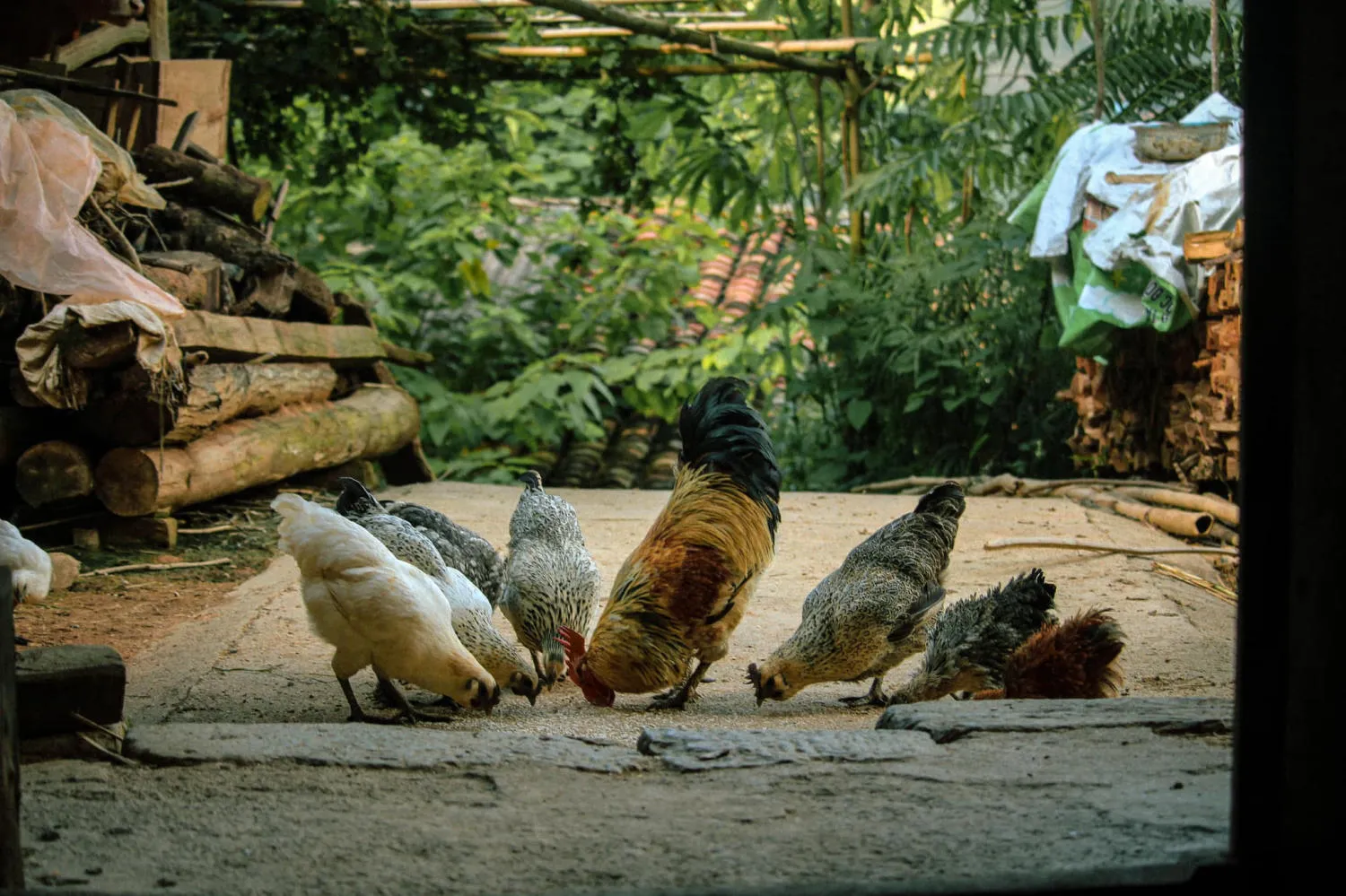 Khám phá Làng cổ Thiên Hương trăm năm tuổi trên cao nguyên đá Đồng Văn