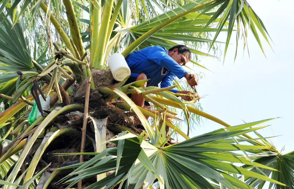 Khám phá làng nghề nấu đường thốt nốt ở An Giang vào mùa khô