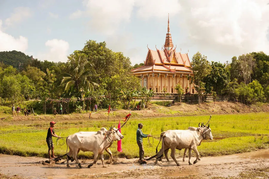 Khám phá Lễ hội đua bò An Giang truyền thống vô cùng đặc sắc