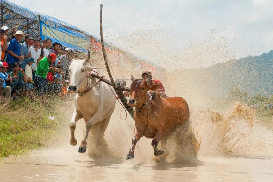 Khám phá Lễ hội đua bò An Giang truyền thống vô cùng đặc sắc