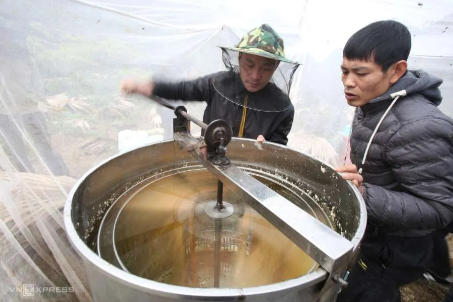 Khám phá mùa mật ong bạc hà Hà Giang trên cao nguyên đá Đồng Văn