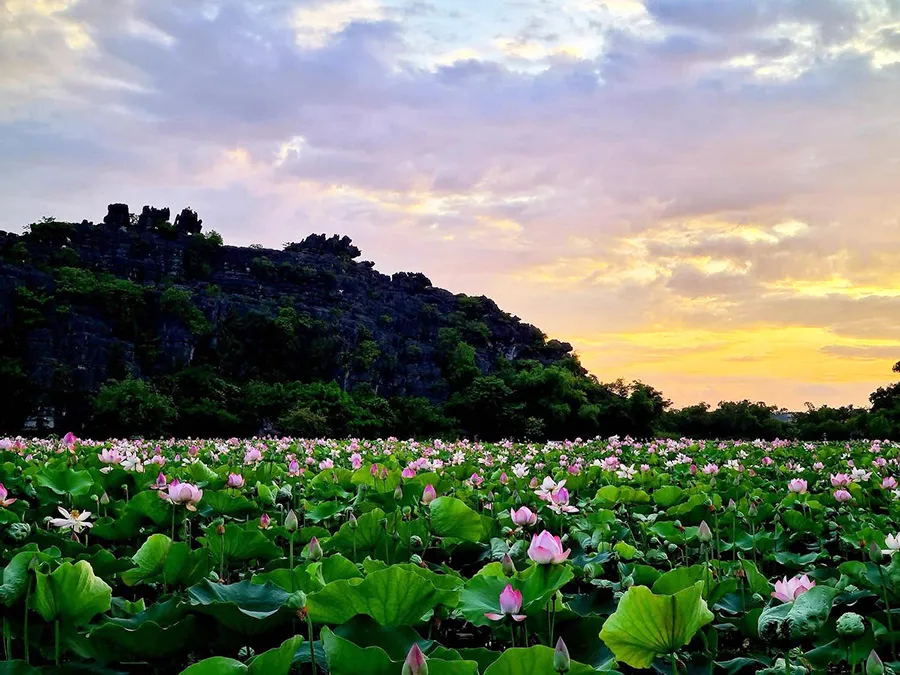 Khám phá mùa sen Ninh Bình đẹp như chốn bồng lai tiên cảnh