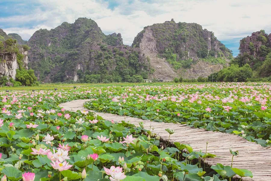 Khám phá mùa sen Ninh Bình đẹp như chốn bồng lai tiên cảnh