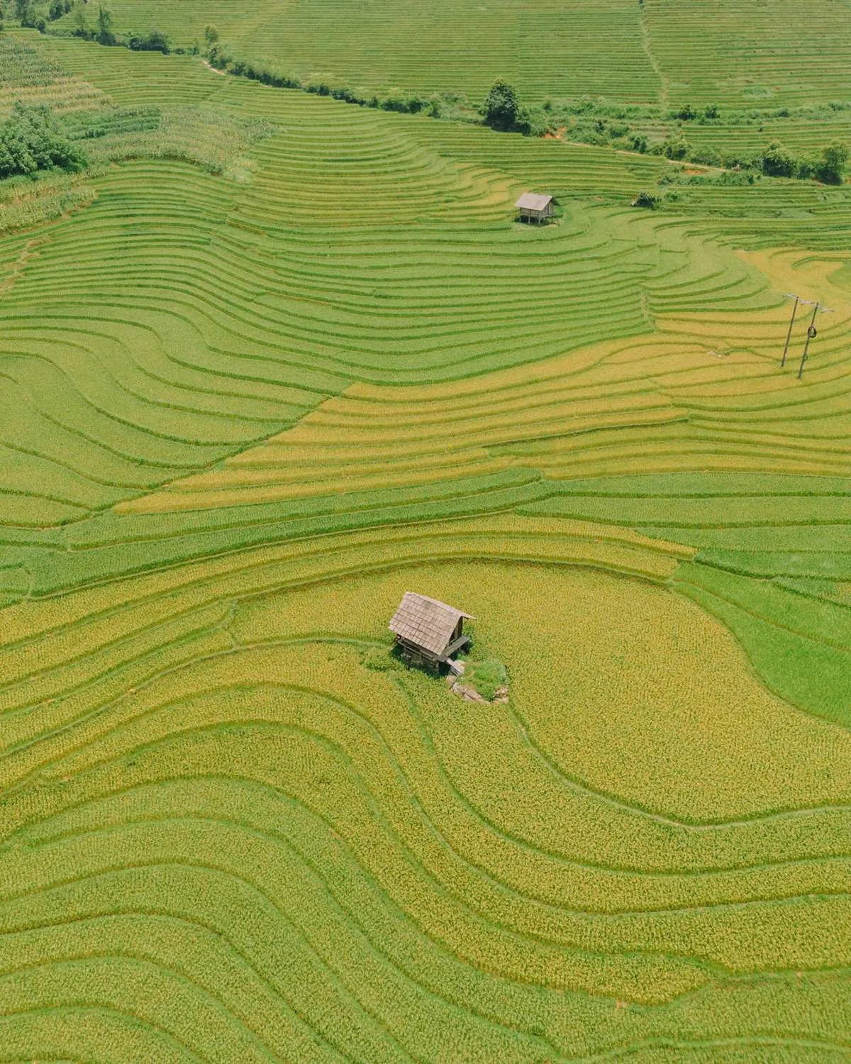 Khám phá Nậm Cang mùa lúa chín mộc mạc và rất đỗi bình dị