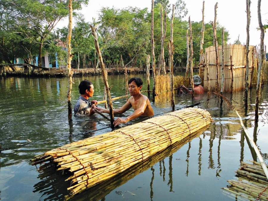 Khám phá Nghề đặt nò ở Cà Mau để khai thác cá tôm tự nhiên