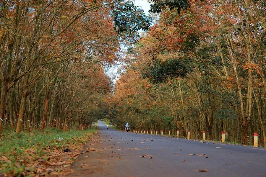 Khám phá rừng cao su Tây Ninh với vẻ đẹp say đắm lòng người