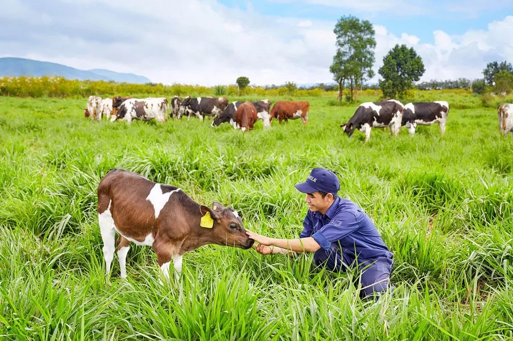 Khám phá vẻ đẹp của Trang trại bò sữa Daily Farm Mộc Châu