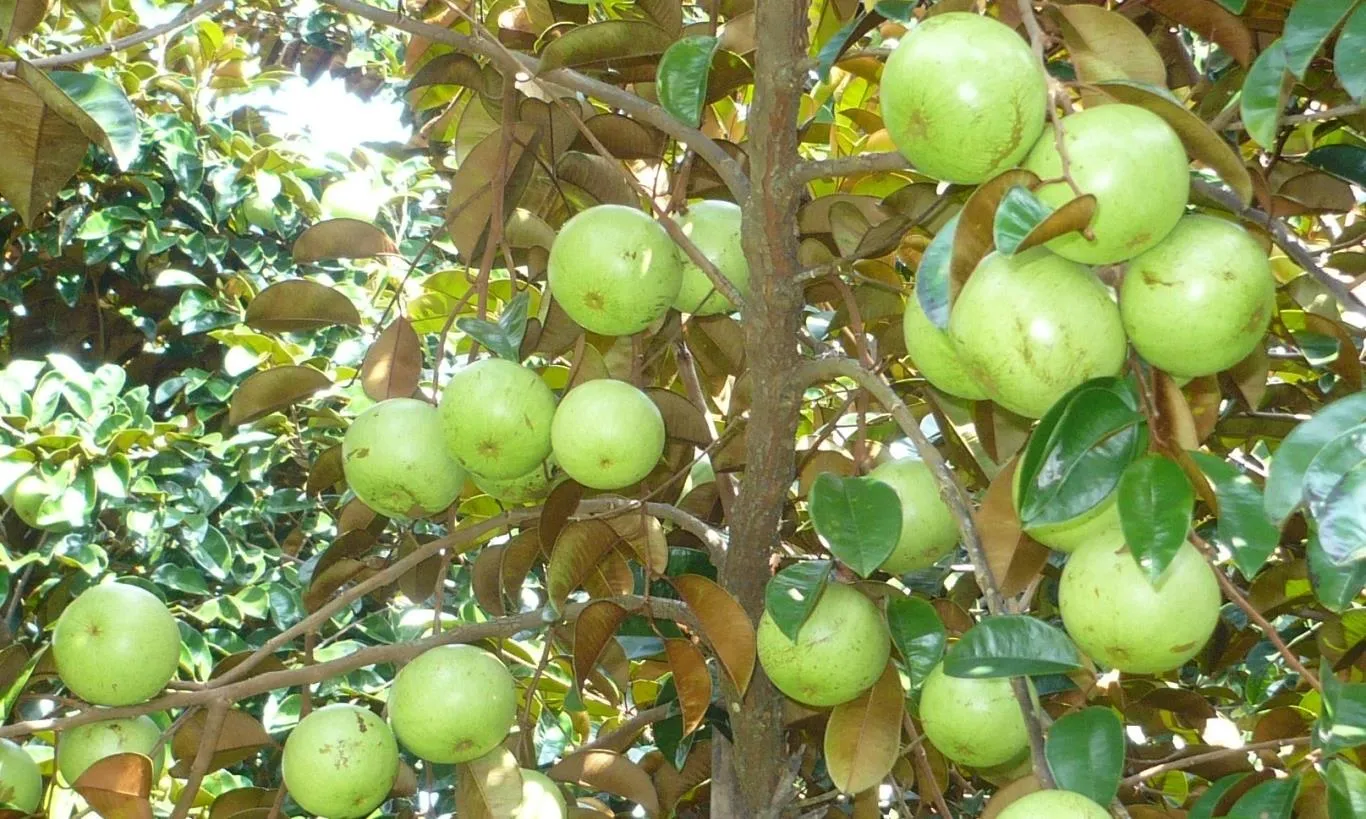 Khám phá Vườn trái cây Lái Thiêu Bình Dương giá rẻ ngon nức tiếng