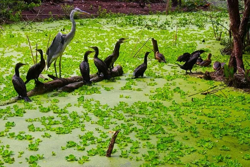 Khu du lịch sinh thái Gáo Giồng, ngôi nhà của các loài chim