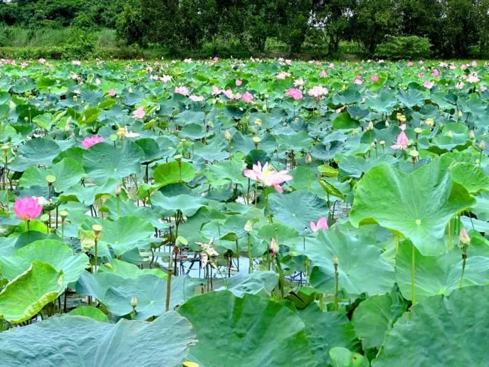 Khu du lịch sinh thái Mỹ Phước Thành, miền Tây thu nhỏ giữa đất Đồng Tháp