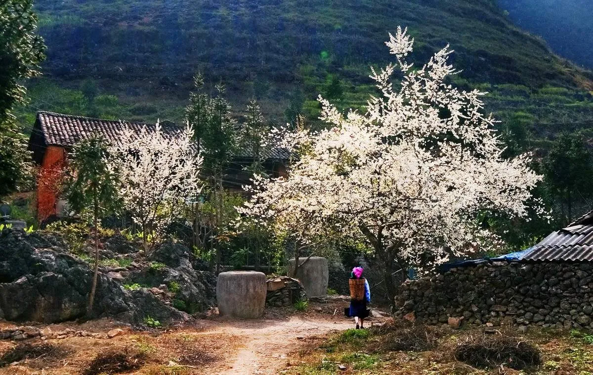 Kinh nghiệm đi Hà Giang mùa nào đẹp nhất trong năm?