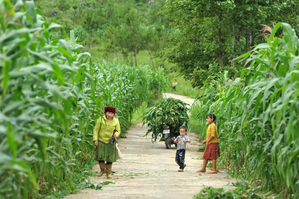 Kinh nghiệm di lịch Hà Giang tự túc vào tháng 5 – Mùa gây thương nhớ