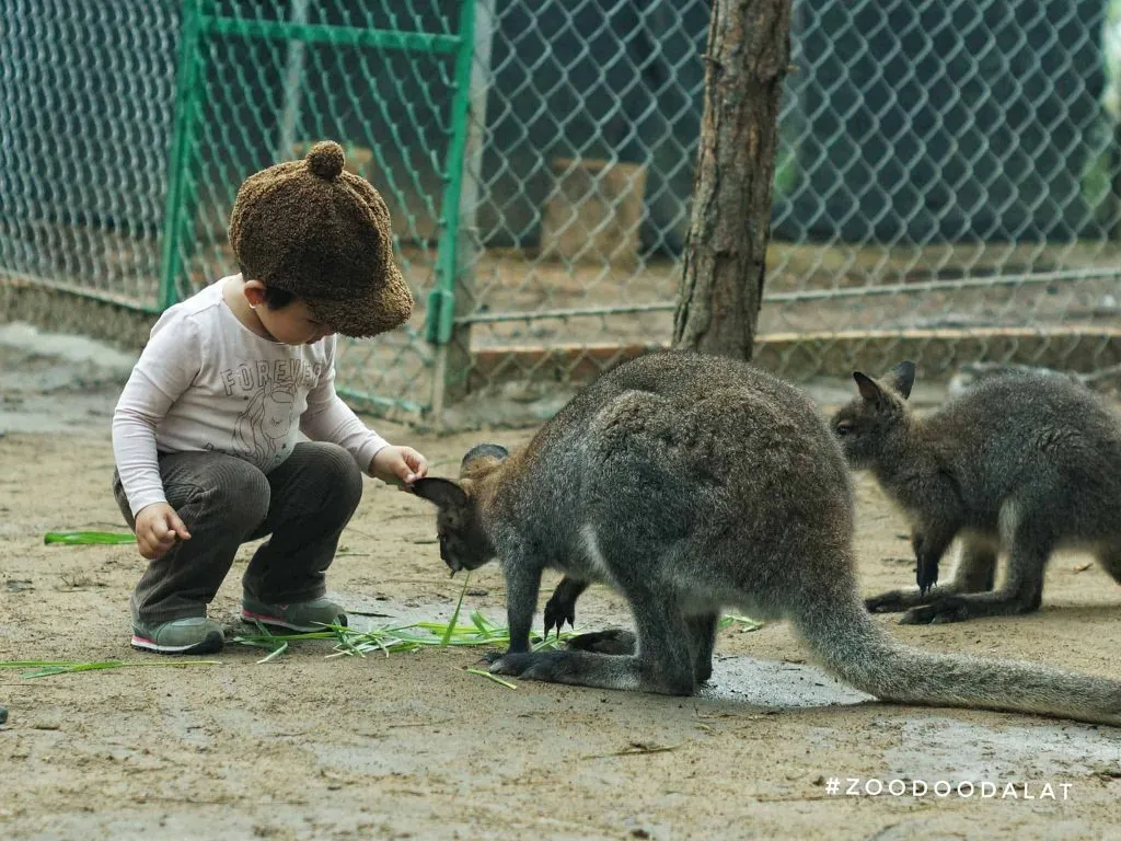 Kinh nghiệm đi Zoodoo – Nào mình cùng đi thăm thú