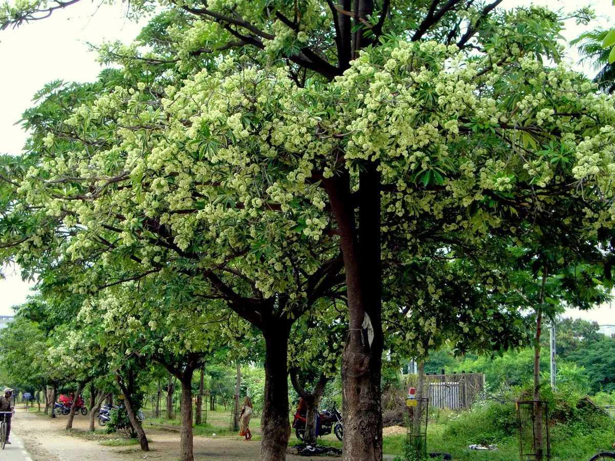 Kinh nghiệm du lịch Hà Nội mùa thu đẹp đến nao lòng