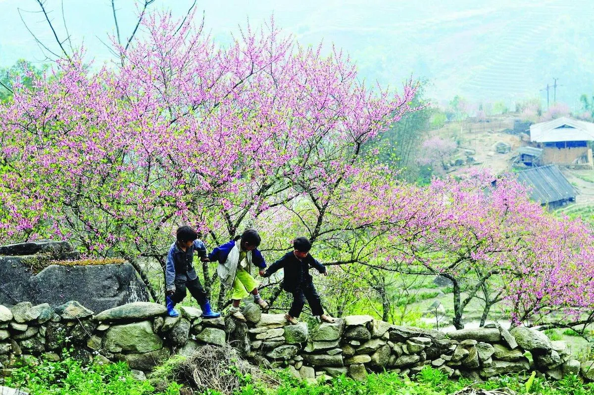 Kinh nghiệm săn hoa đào Hà Giang tháng 3 cho người mới chi tiết nhất