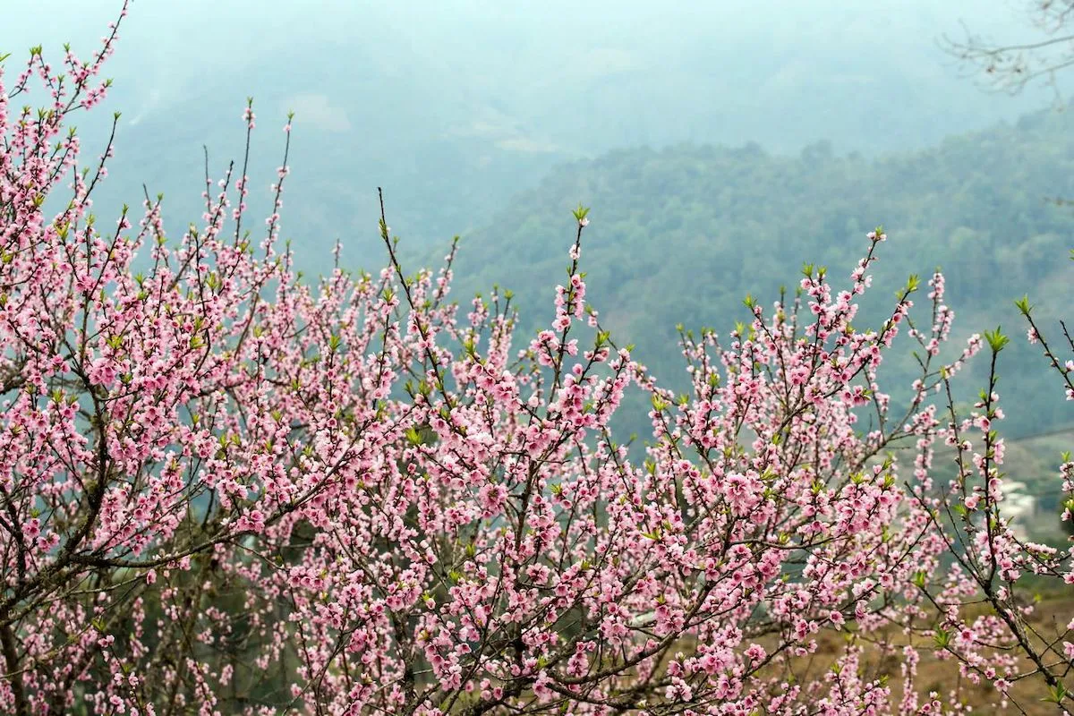 Kinh nghiệm săn hoa đào Hà Giang tháng 3 cho người mới chi tiết nhất