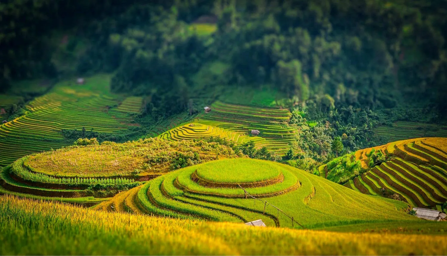 Kinh nghiệm săn lúa ở Sapa mùa lúa chín vàng ươm