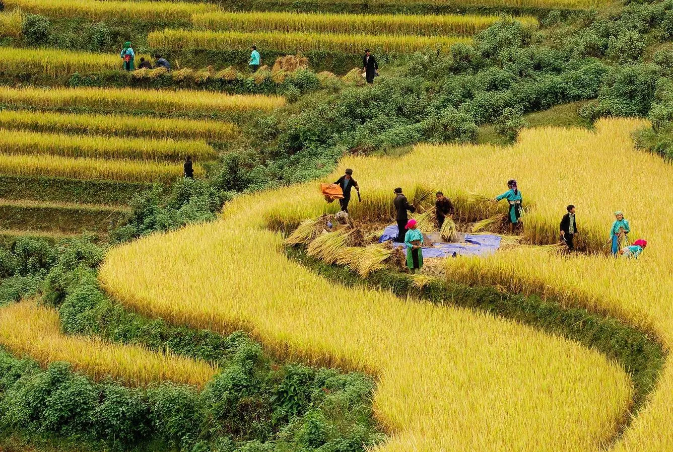 Kinh nghiệm săn lúa ở Sapa mùa lúa chín vàng ươm