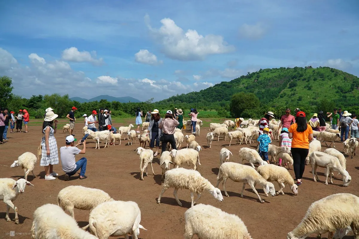 Kinh nghiệm vi vu đồi cừu Vũng Tàu – Nơi những tấm hình sống ảo siêu chất ra đời