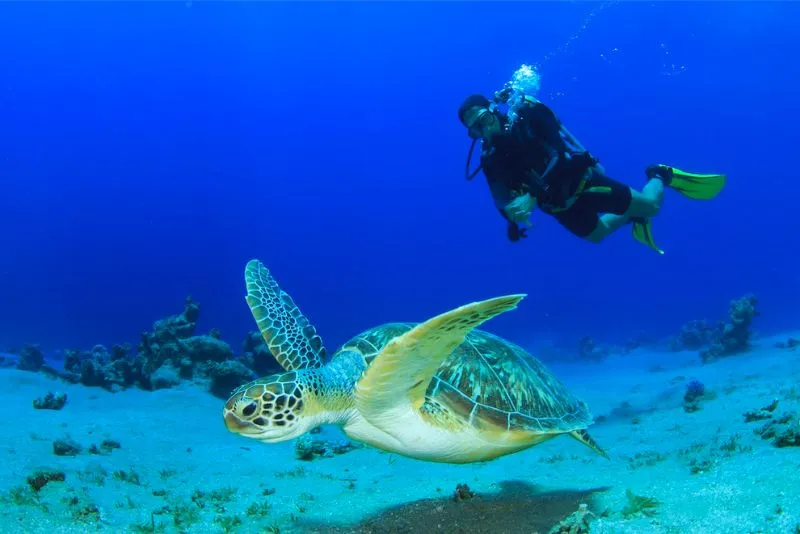 Koh Tao, điểm lặn biển nổi tiếng hàng đầu Thái Lan