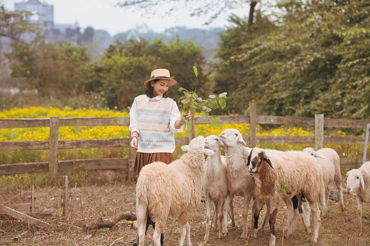 Lạc giữa thảo nguyên hoa Long Biên ngập tràn sắc màu