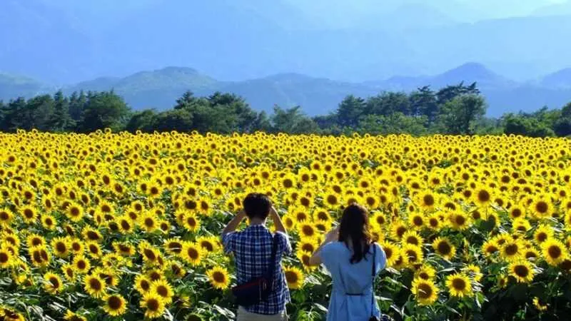 Lạc vào mùa hoa hướng dương Đà Lạt rực cháy trên những ngọn đồi xanh