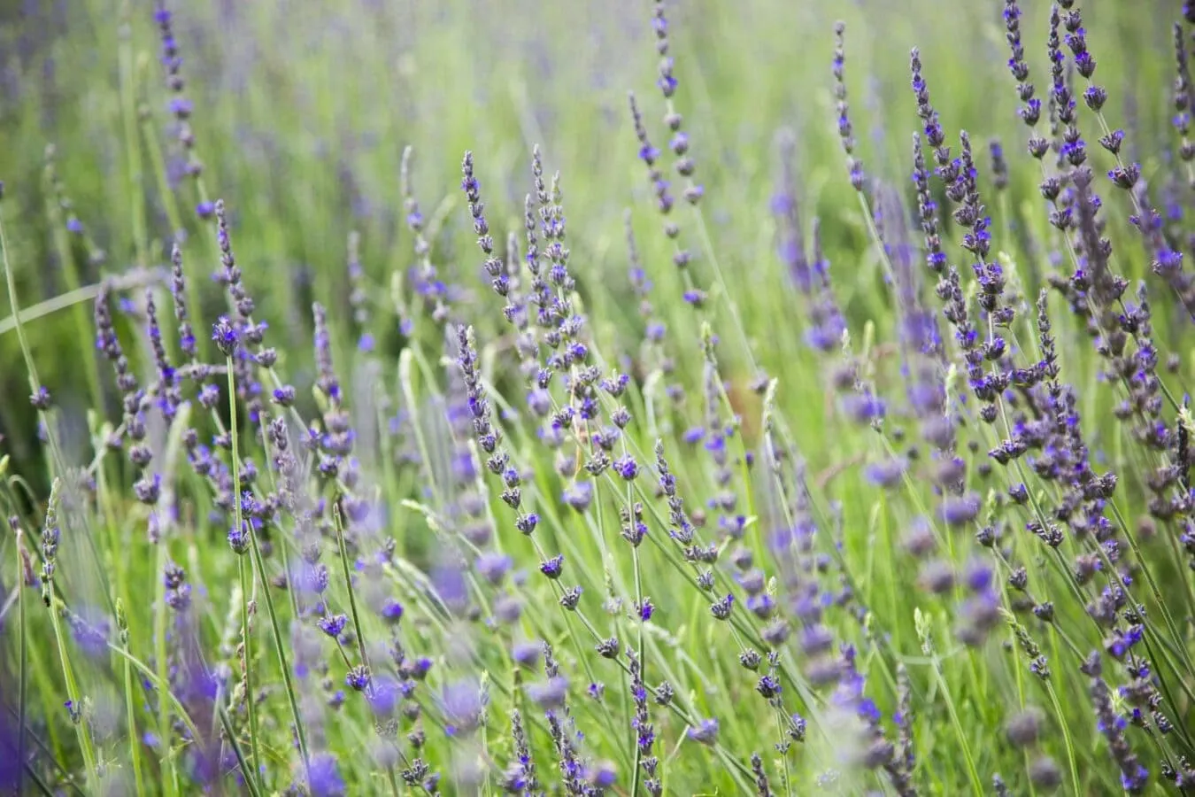 Lạc vào tiên cảnh với khu du lịch Lavender Đà Lạt