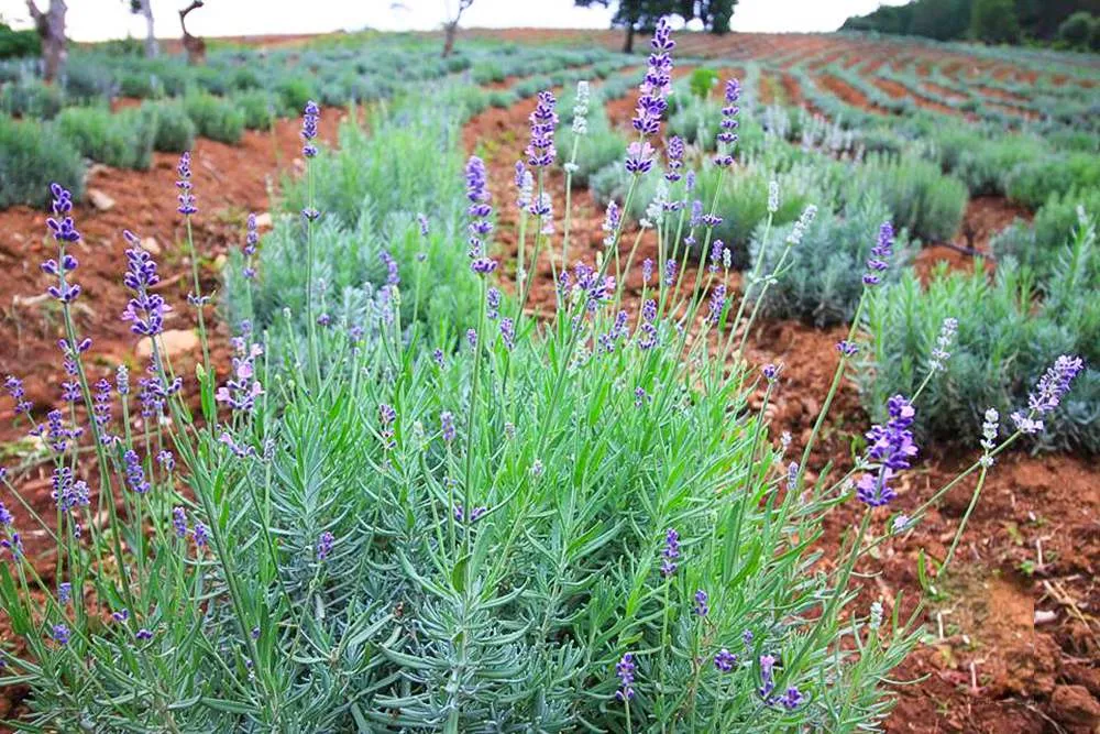 Lạc vào tiên cảnh với khu du lịch Lavender Đà Lạt