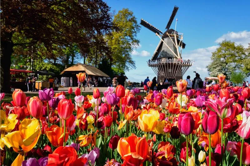 Lạc vào vườn Keukenhof với cánh đồng 7 triệu hoa tulip nở rộ