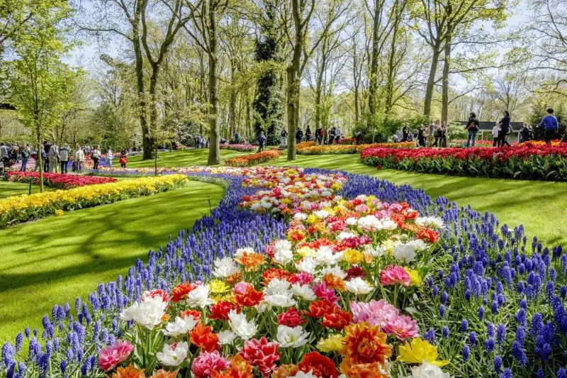 Lạc vào vườn Keukenhof với cánh đồng 7 triệu hoa tulip nở rộ