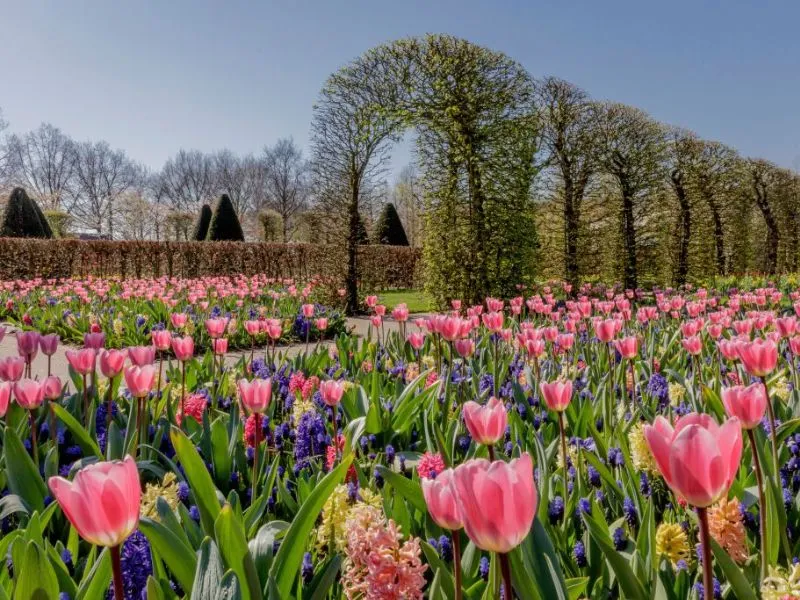 Lạc vào vườn Keukenhof với cánh đồng 7 triệu hoa tulip nở rộ